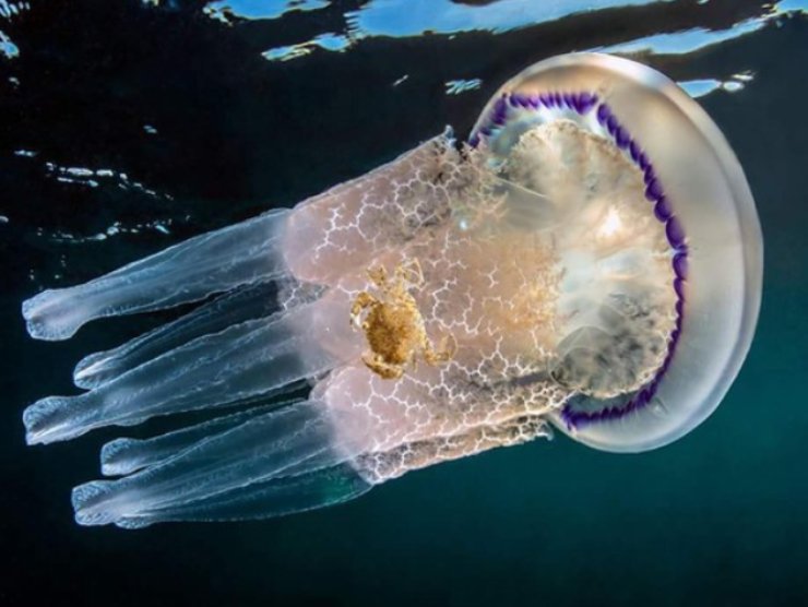 Punture medusa: cosa fare
