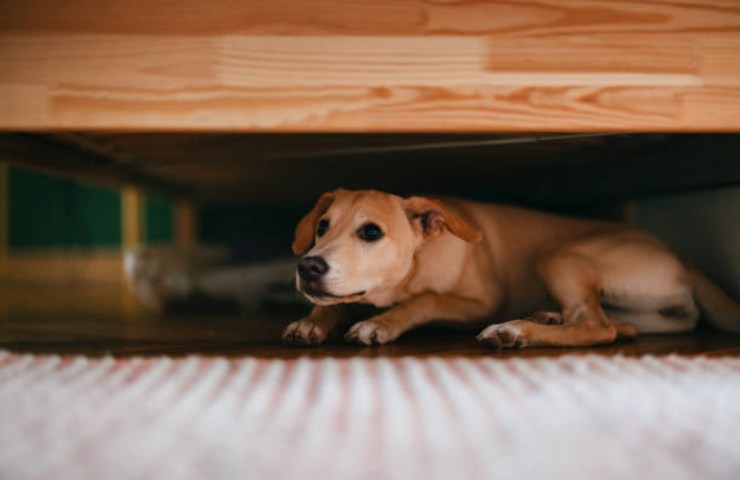 Cane spaventato si nasconde sotto il letto