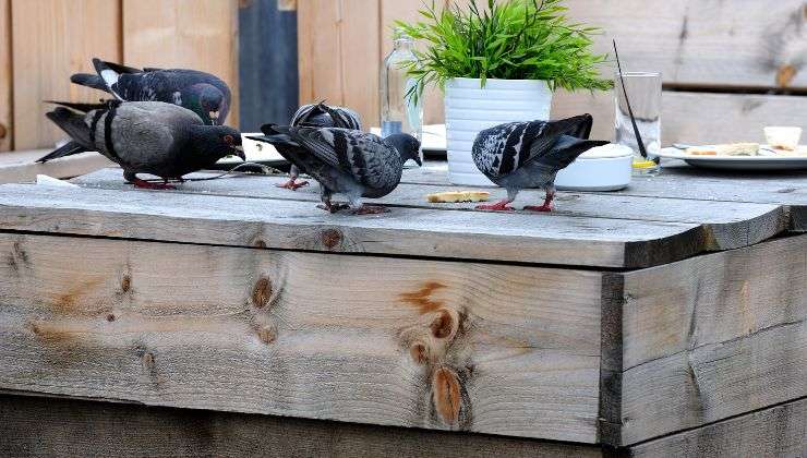 i piccioni possono essere allontanati con repellenti fatti in casa