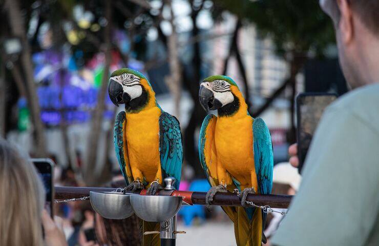 due pappagalli appoggiati ad un bastone