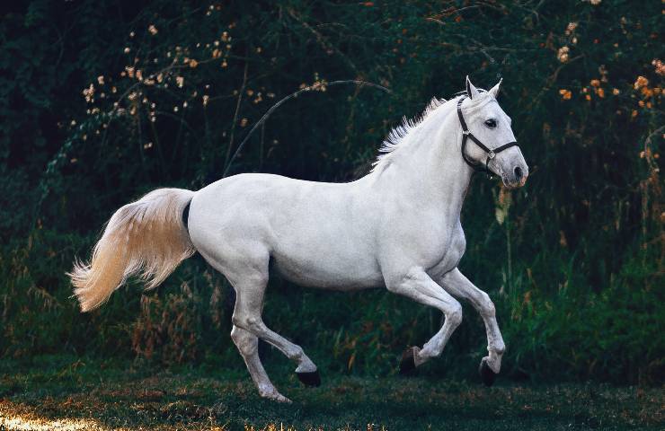 Il cavallo è un altro animale che si trova nell'oroscopo cinese