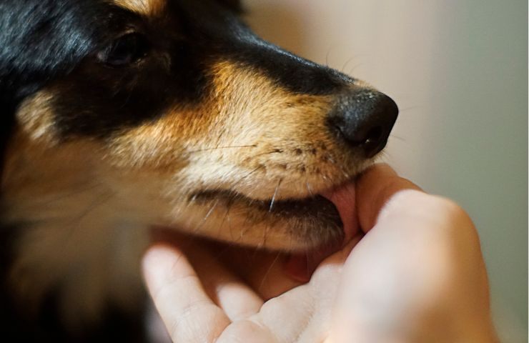 Cane lecca la mano 