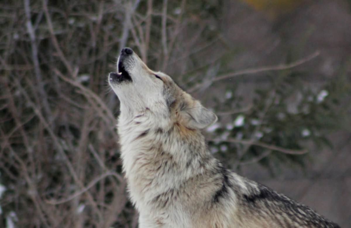 Un cane che ulula di notte può spaventarti ma cerchiamo di capire i motivi