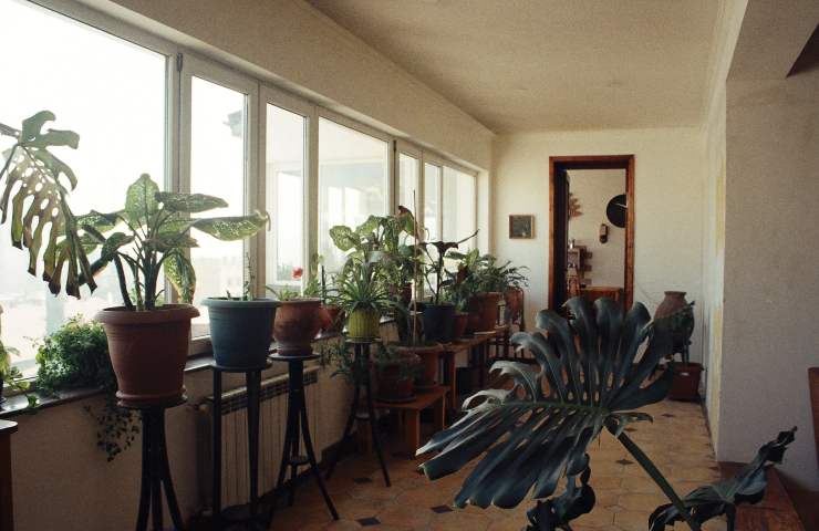 Piante in casa