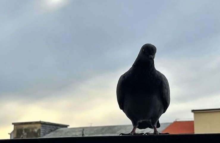 Come allontanare i piccioni dal balcone: con il metodo della bottiglia di  plastica risolverai subito il grande problema