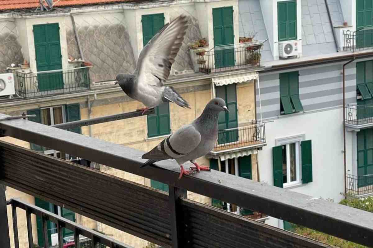 Come allontanare i piccioni dal balcone: con il metodo della