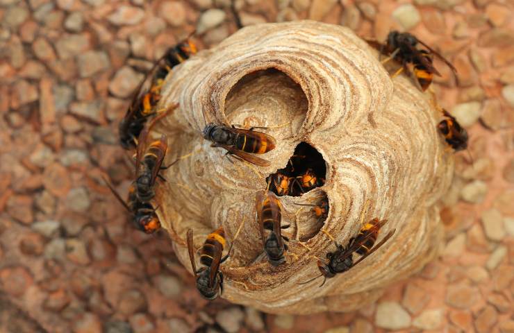 nido di vespa velutina