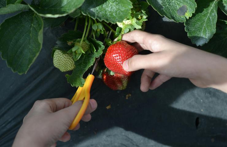 Fragole, io le coltivo sul mio balcone: mai mangiate tante. Vi svelo il mio segreto