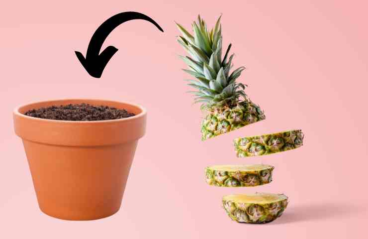 coltivare ananas in vaso