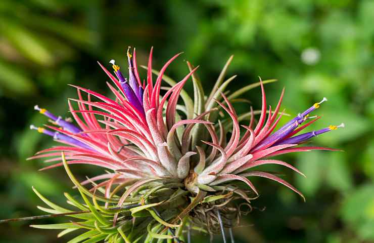 tillandsia