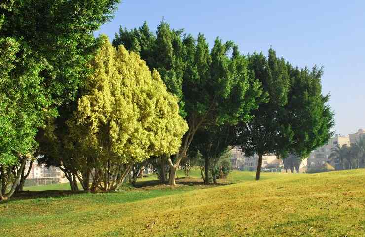 Alberi ne parco di una città