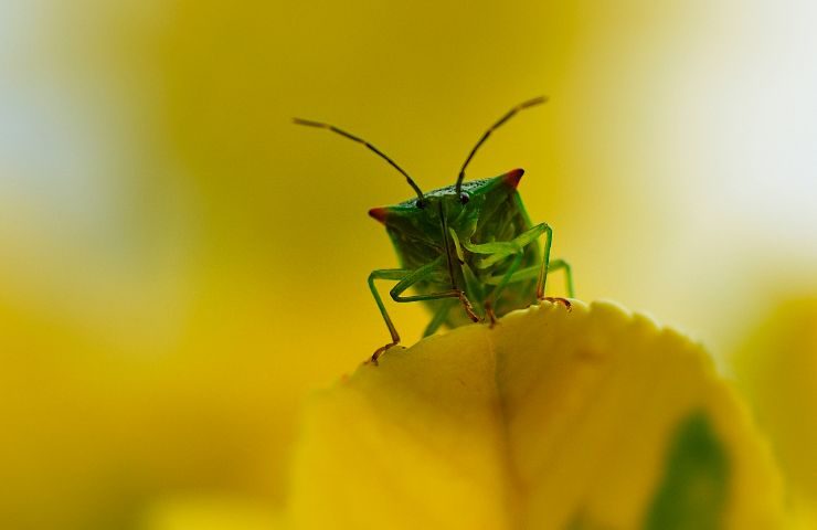 Cimice verde su sfondo giallo 