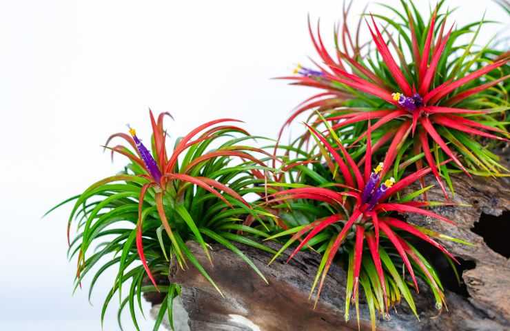 Tillandsia con fiori colorati 