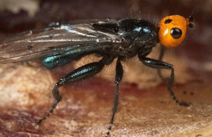 Invasione mosca carnivora Costa Rica emergenza