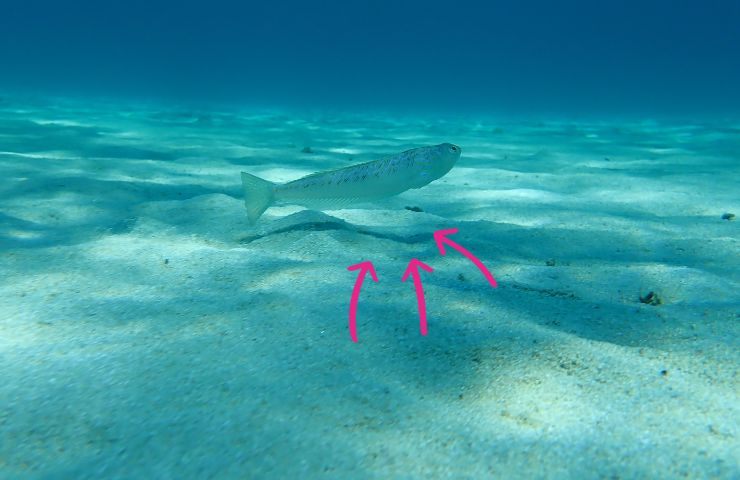 Pesce sul fondo del mare