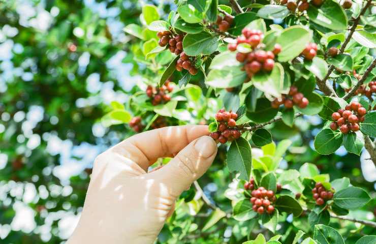 Ho seminato queste piante sul mio balcone: adesso non compro più il caffè. Faccio tutto da casa