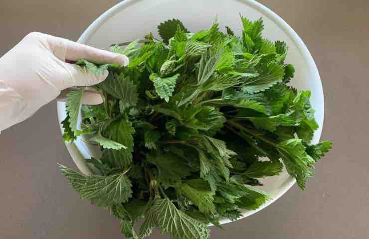 L'ingrediente principale lo trovi in giardino