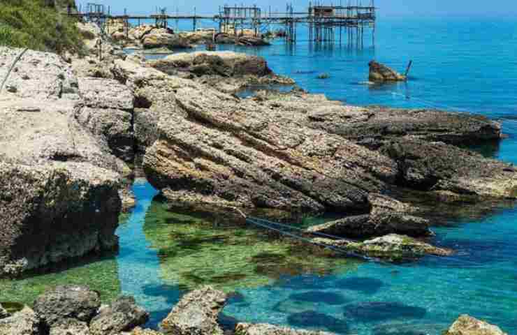 questo animale marino risveglio Italia cosa succede