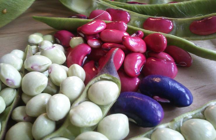 Fagioli di diversi colori 