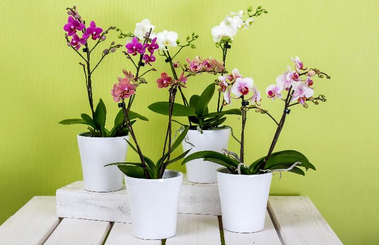 Con 3 trucchi naturali le mie orchidee sono fiorite in poche ore: la casa adesso è uno spettacolo