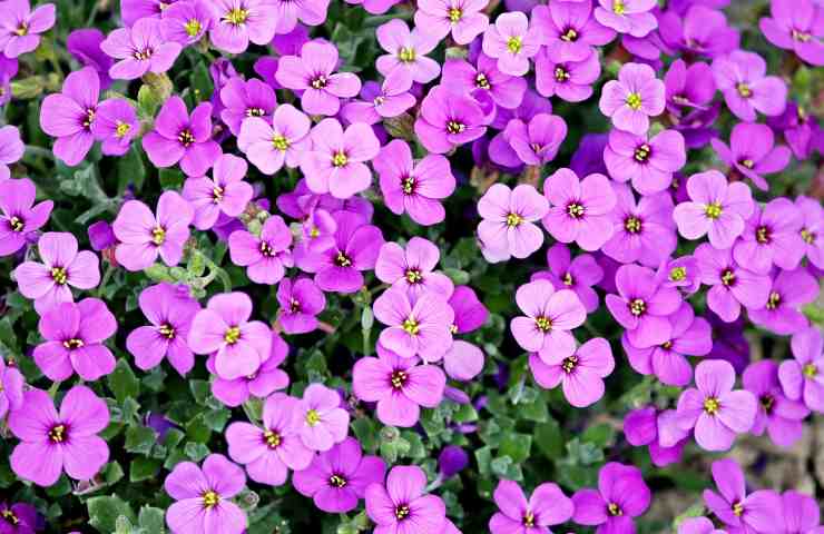 Le viole nel mio giardino 